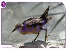 اقدامات حفاظتی برای پرندگان در معرض خطر زیست بوم ایران