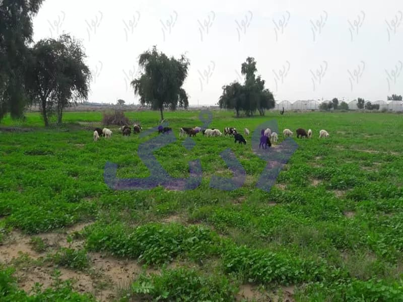 فروش زمین کشاورزی بردخون /بندر دیر