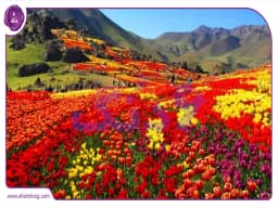 اخگر آباد گل سرسبد محلات کرج اخگر آباد گل سرسبد محلات کرج