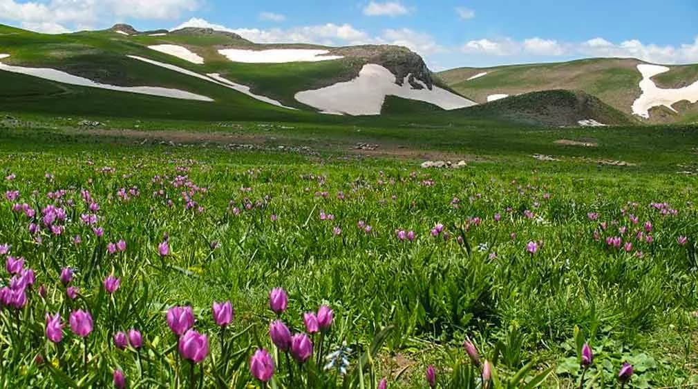 هریس